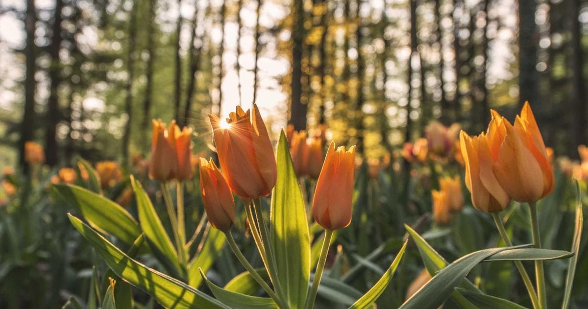 How to Nail Tricky Macro Shots for Professional Product Photography